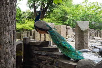 The male peacock is resting on the stone.