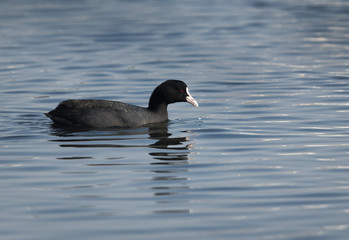 Coot feeding in Tubli bay, Bahrain