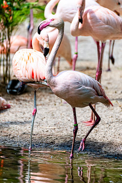 Flamingo strides through his territory