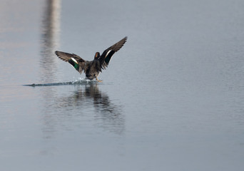 Northern Shoveler takeoff