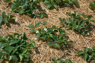 Plants of blossoming strawberries on beds in spring garden. Flowering green strawberry bushes with white flowers on beds. Crop protection.