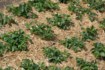 Plants of blossoming strawberries on beds in spring garden. Flowering green strawberry bushes with white flowers on beds. Crop protection.