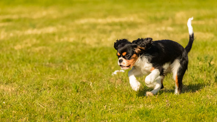 A dog cavalier king charles, a cute puppy running on the lawn, trying to catch a butterfly
