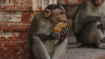monkey with coconut shell