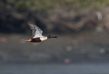 Northern Shoveler in flight at Tubli bay