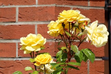 yellow roses on red brick wall background 