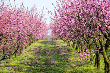 Flowering cherry trees in an orchard on a sunny day
