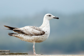 Yellow legged gull, gaviota patiamarilla, Larus michahellis,  juvenil
