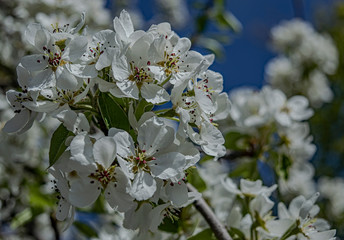 branch of flowering apple trees on a sunny day close-up