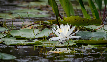 White Lotus floating in Okefenokee marsh in Georgia.