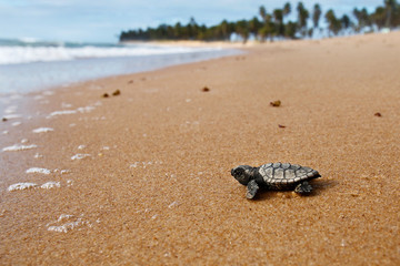 Hatchling baby hawksbill sea turtle (Eretmochelys imbricata) crawling to the sea after leaving the nest at the beach on Praia do Forte, Bahia coast, Brazil, with coconut palm trees background
