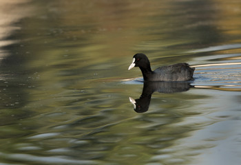 Beautiful Coot in Tubli bay, Bahrain