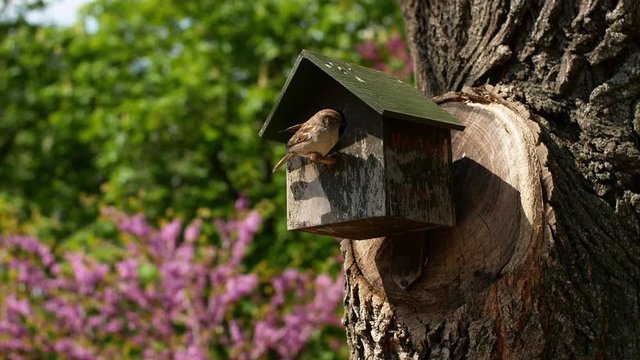 A pair of house sparrows at their birdhouse during a nesting period in spring. House sparrow sits at a post near a bird's house. Beautiful view trees flowers spring nature.
