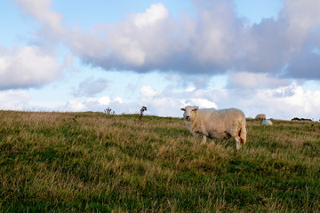 Obraz premium was guckst du