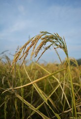 Paddy seeds at a Paddy field.
