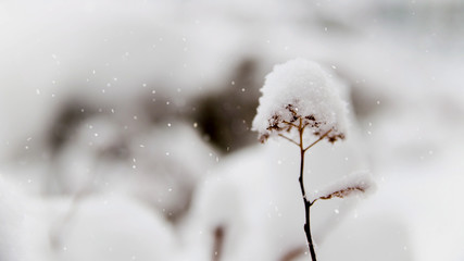 Snow showers