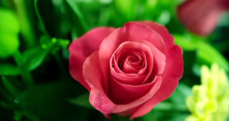 Red roses