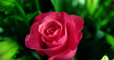 Red roses
