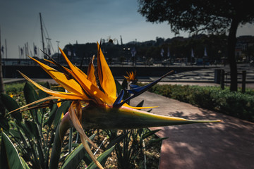 Bird of paradise flower near the port and harbour of Funchal. Madeira Island, Portugal. September...