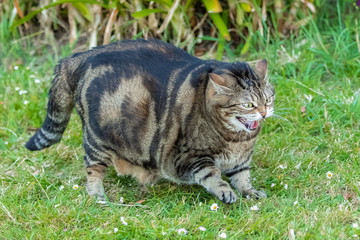 A fat cat whistling in the garden, funny animal
