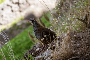 Red logged partidge (Alectoris rufa) at Pico do Arieiro. Madeira Island, Portugal, September 2018.