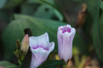 Fototapeta premium pink and white