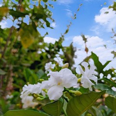 White Lily flower on the tree