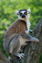 ring tailed lemur