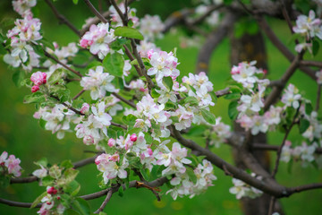 цветущая яблоня,blooming apple tree,
