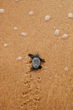 Cute hatchling baby loggerhead sea turtle (caretta caretta) crawling  to the sea after leaving the nest at the beach Praia do Forte, on Bahia coast, Brazil, with footprints on the sand, top view