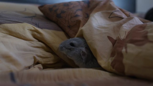 Cute chinchilla hiding under cover on the bed