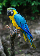 blue and yellow macaw