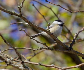 Black Capped Chickadee
