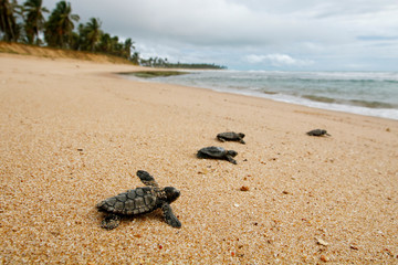 Hatchling baby hawksbill sea turtle (Eretmochelys imbricata) crawling to the sea after leaving the nest at the beach on Praia do Forte, Bahia coast, Brazil, with coconut palm trees background