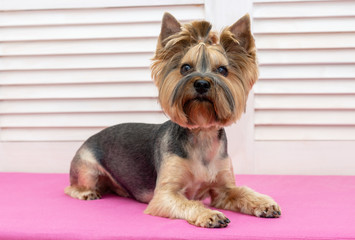 Trimmed Yorkshire Terrier dog lying on the couch after a haircut.