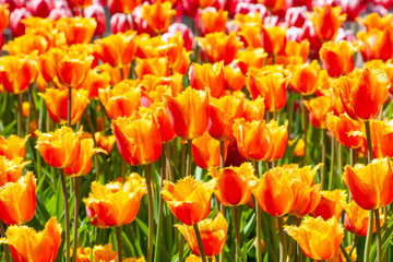 Field of fresh beauty red yellow tulip flowers in the garden in sunny day