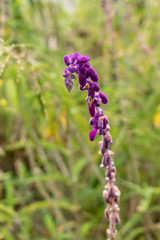 purple flowers in the garden