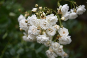 white rose flowers in the garden