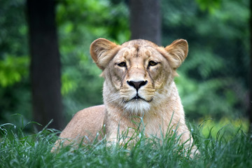 Katanga Lioness Lying in Grass and Watching