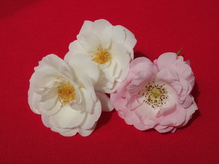 White and pink delicate roses on crimson cloth background