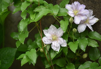 clematis flower