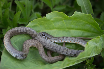 Naklejka premium The snake in the grass curled up and looks at the camera. Beautiful little snake on a plantain leaf