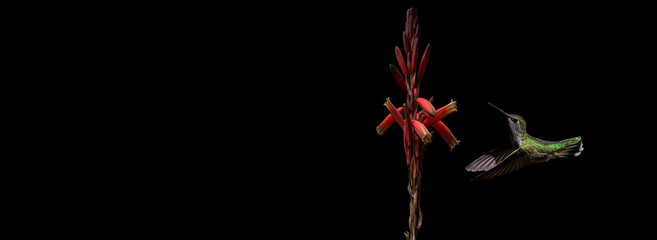 Black-Chinned Hummingbird (Archilochus alexandri) Feeding at Aloe Vera Bloom...on Banner With Additional Space So That You Can Add Your Own Message or Content © Jim