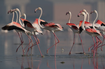 Beautiful Greater Flamingos at Eker creek, Bahrain