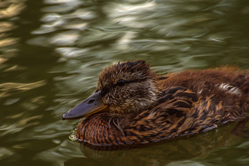 młoda kaczka krzyżówka © Robert Borek