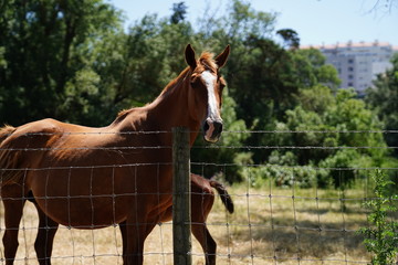 Quinta de Pesca do Marqês de Pombal