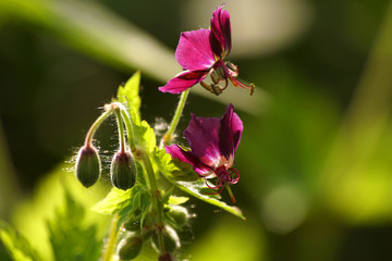 kwiaty podświetlone prze słońce o poranku