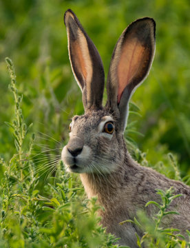 Black-tailed Jackrabbit in the Meadow