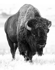 American bison in the prairie © Jody