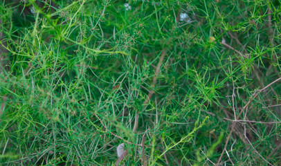  Green weaving plant weaves along the ground as a background, closeup top view